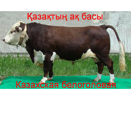 Казахская белоголовая